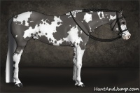 Horse Color:White Spotted Black Sabino
