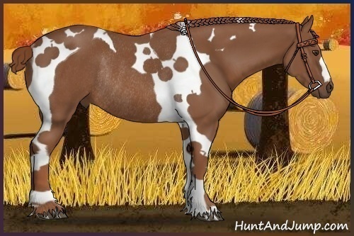 Horse Color:Chestnut Tobiano Rabicano 