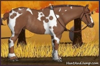 Horse Color:Chestnut Tobiano Rabicano 