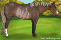 Horse Color:Liver Chestnut Rabicano 