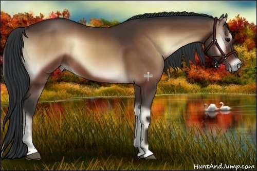 Horse Color:Bay Onyx 