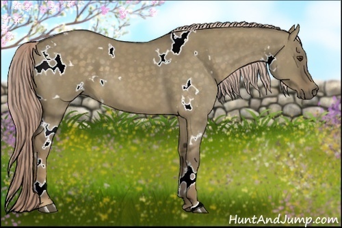 Horse Color:White Spotted Chocolate Palomino Dun 