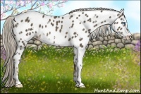 Horse Color:White Spotted Chocolate Palomino Frame Appaloosa