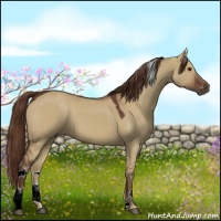 Horse Color:Liver Red Dun Tobiano
