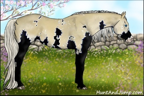 Horse Color:White Spotted Chocolate Palomino Dun Splash Rabicano 