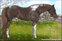 Horse Color:Liver Chestnut Tobiano