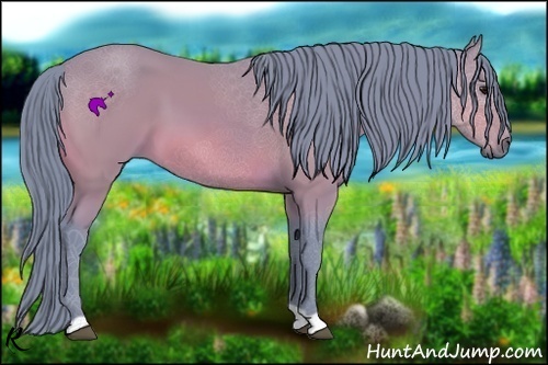 Horse Color:Watercolor Bay 