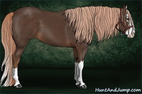 Horse Color:Liver Chestnut Sabino Splash