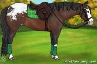 Horse Color:Brown Splash Appaloosa 