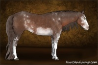 Horse Color:Liver Chestnut Sabino 