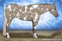 Horse Color:White Spotted Silver Grullo 