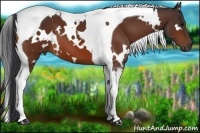 Horse Color:White Spotted Bay Tobiano