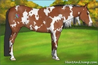 Horse Color:White Spotted Bay Sabino