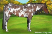 Horse Color:White Spotted Bay Roan 