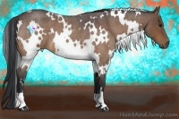 Horse Color:White Spotted Brown Roan 
