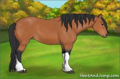 Horse Color:Bay Tobiano 