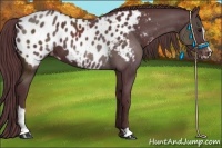 Horse Color:Chocolate Black Sabino Appaloosa 