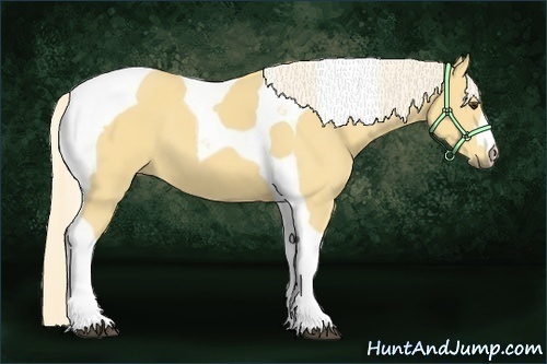 Horse Color:Palomino Tobiano 