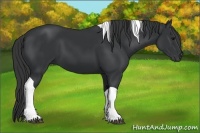 Horse Color:Black Tobiano