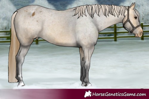 Horse Color:Buckskin Varnish 