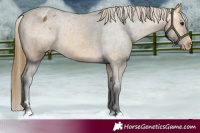 Horse Color:Buckskin Varnish 