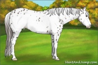 Horse Color:Liver Chestnut Frame Appaloosa 