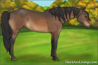 Horse Color:Buckskin 