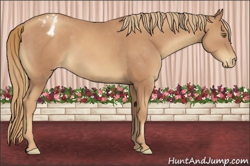 Horse Color:Gold Champagne Sabino Appaloosa 
