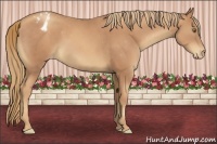 Horse Color:Gold Champagne Sabino Appaloosa 