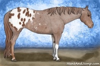 Horse Color:Chestnut Tobiano Appaloosa