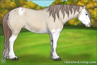 Horse Color:Brown Dun Splash Appaloosa 