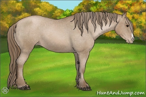 Horse Color:Black Pearl Appaloosa 