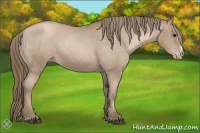 Horse Color:Black Pearl Appaloosa 
