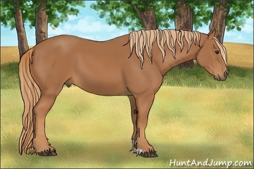 Horse Color:Unknown 