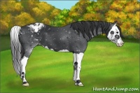 Horse Color:Black Splash Appaloosa 