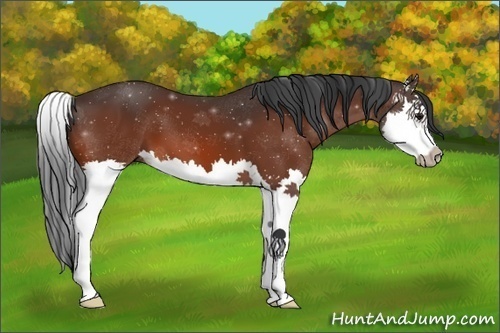 Horse Color:Brown Splash