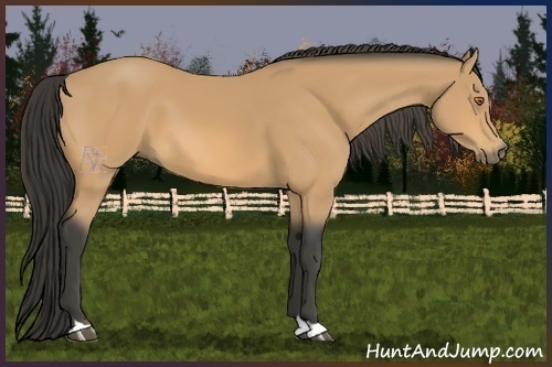 Horse Color:Buckskin