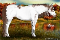 Horse Color:White Spotted Chestnut Frame
