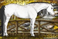 Horse Color:White Spotted Bay 