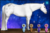 Horse Color:Blue Roan Appaloosa 