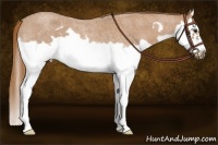 Horse Color:Red Roan Splash Frame