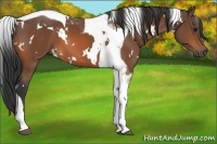 Horse Color:White Spotted Bay Tobiano