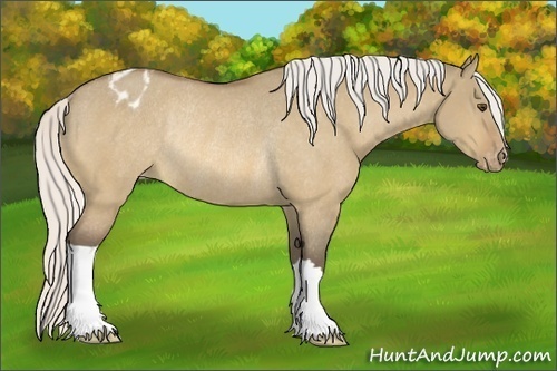 Horse Color:Silver Buckskin Dun Varnish Rabicano