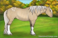 Horse Color:Silver Buckskin Dun Appaloosa Rabicano 