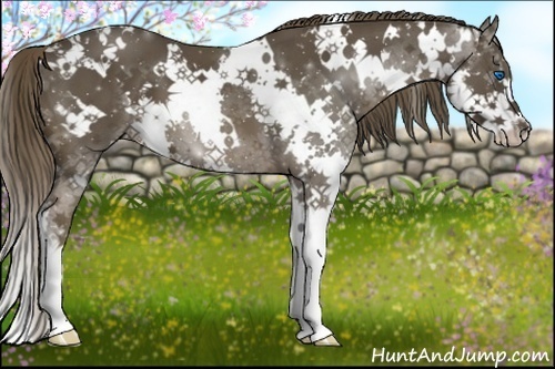 Horse Color:White Spotted Liver Chestnut Splash