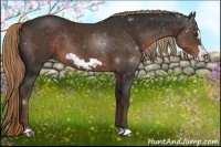 Horse Color:Liver Chestnut Frame Rabicano 