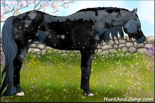 Horse Color:ERROR: UNKNOWN ANOMALY