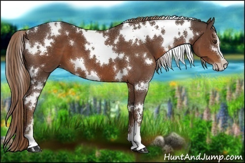 Horse Color:White Spotted Liver Chestnut Sabino
