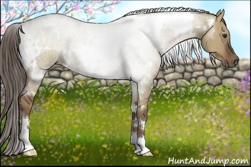 Horse Color:White Spotted Liver Red Dun