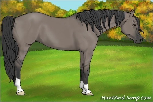 Horse Color:Grullo